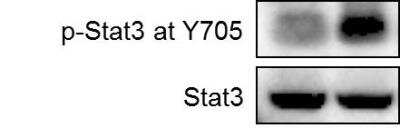 Western Blot: STAT3 [p Tyr705] Antibody [NBP2-24463]